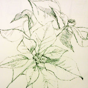photo of pen and ink poinsettia drawing